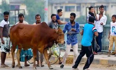 ভাগে কোরবানি দেওয়ার নিয়ম জানুন