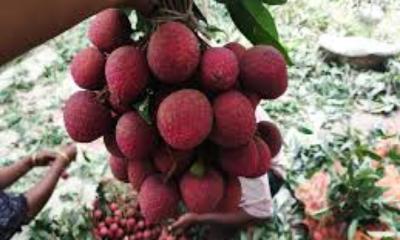 কারা লিচু খাবেন না