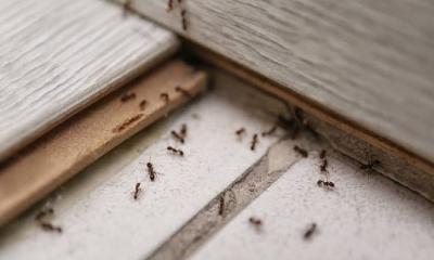 ‍‍`পিঁপড়ে‍‍` তাড়ানোর ম্যাজিক টোটকা