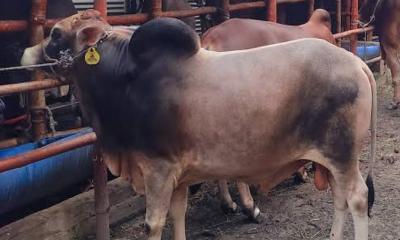 লাইভ ওয়েটে কীভাবে হয় কোরবানির পশুর বেচা-কেনা