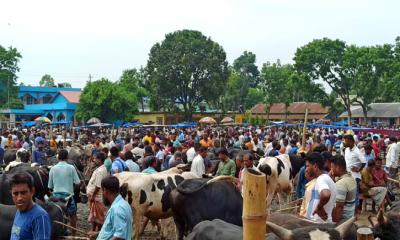 ঠাকুরগাঁওয়ে জমে উঠেছে কোরবানির পশু বেচাকেনা