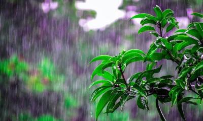বৃষ্টিতে যেভাবে প্রাণ ফিরে পায় প্রকৃতি