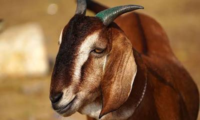 কোরবানির পর খাসির মাংস পরিস্কারের সঠিক উপায়