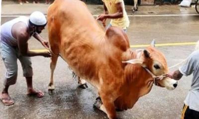 কোরবানি: তাকওয়া, ত্যাগ ও আল্লাহর সন্তুষ্টি অর্জনের প্রতীক