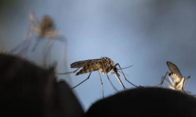 আপনার যেসব ভুলের কারণে এডিস মশা বিস্তার বাড়ছে
