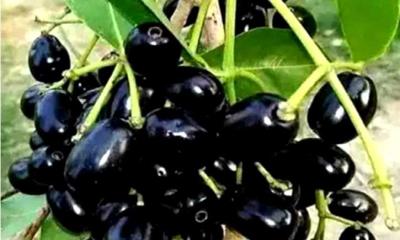 পুষ্টিগুণে ভরপুর ফল জাম, জেনে নিন উপকারী দিক
