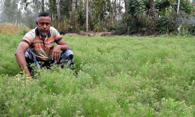 পরীক্ষামূলকভাবে জিরা চাষ করে আশাবাদী জহুরুল