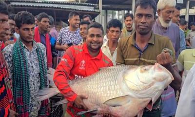 ৯০ হাজার টাকায় বিক্রি হলো পদ্মার দুই কাতল