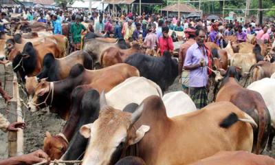 এবার আফতাবনগরে বসছে না পশুর হাট