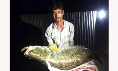 মেঘনার এক কোরাল সাড়ে ২৬ হাজার টাকায় বিক্রি