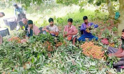 তীব্র খরায় লিচুর ফলন বিপর্যয়, লোকসানে চাষিরা