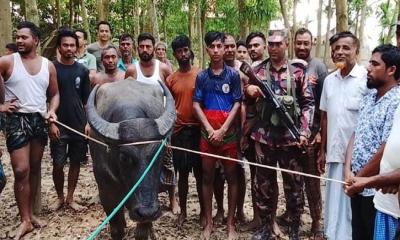 ঈদের দিন ভারতে পালিয়ে গেল মহিষ, ফেরত আনলো বিজিবি
