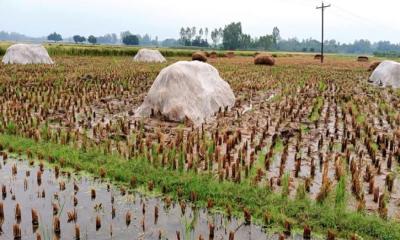 বৃষ্টিতে মাঠে পচছে ধান, বিপাকে কৃষক