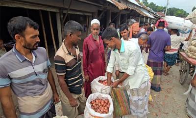 লোকসানের মুখে পেঁয়াজচাষিরা, ন্যায্যমূল্য না পেয়ে হতাশ