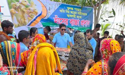 হাঁসের বাচ্চা পেয়ে নিম্ন আয়ের নারী-পুরুষের মুখে হাসি