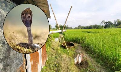 ধানক্ষেতে যুবককে সাপের কামড়, ৩ দিন পর মৃত্যু