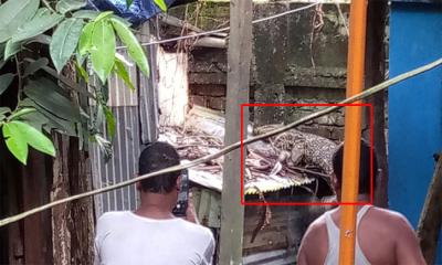পুকুরে ওইটা কুমির নয়, ‘গুইসাপ’ ছিল