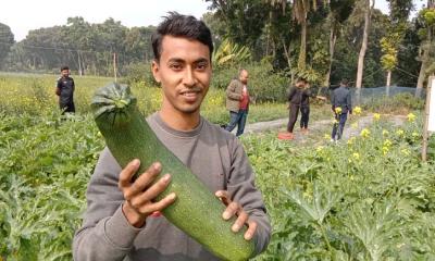 বিদেশি সবজি চাষে মনজুরুলের চমক