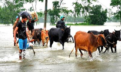 হবিগঞ্জে বন্যায় ডুবল খামার ও ফসল