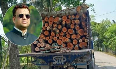 সরকারি গাছ চুরির অভিযোগে ইউপি চেয়ারম্যানের নামে মামলা