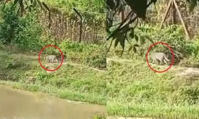 ফেনীতে লোকালয়ে ঘুরছে বাঘ, আতঙ্কে স্থানীয়রা