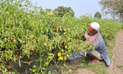 মালচিং পদ্ধতিতে সবজি চাষে কৃষক দম্পতির ভাগ্য পরিবর্তন