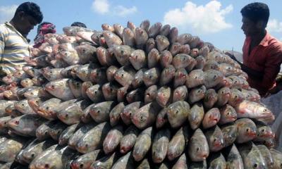 এবার ভারতে যাবে ১২শ টন ইলিশ