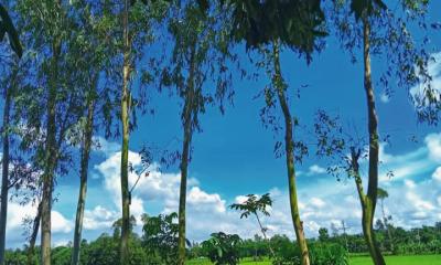 যে কারণে নিষিদ্ধ হলো আকাশমনি-ইউক্যালিপটাস গাছ