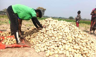 জয়পুরহাটের আলুচাষরো দরপতনে বিপাকে