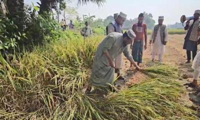 কৃষকের ধান কেটে দিয়ে ভোট চাইলেন মুফতি আমির হামজা