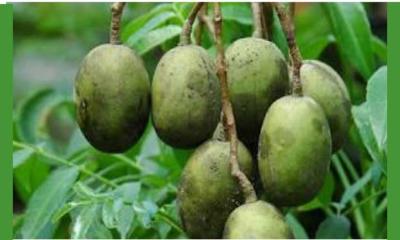 বরিশালের আমড়া পেলো জিআই পণ্যের স্বীকৃতি