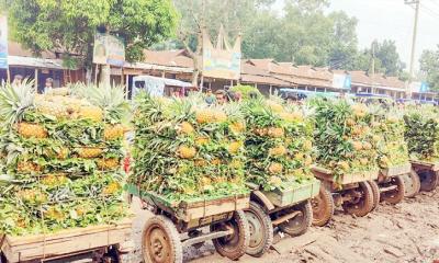 মধুপুরের আনারস যাচ্ছে বিদেশে