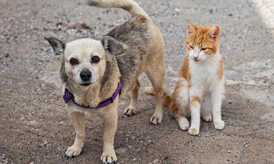 পথ কুকুর বা বিড়াল মেরে ফেললে বাংলাদেশের আইনে কী শাস্তি?