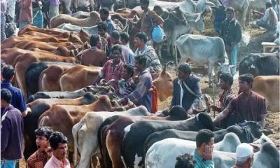 পশুর হাটে যাওয়ার আগের প্রস্তুতি