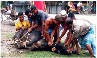পাড়া-মহল্লায় চলছে পশু কোরবানি