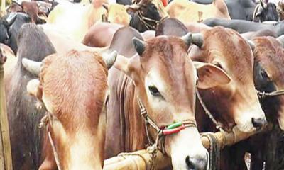 যেসব অঞ্চলে গরু কোরবানি দিলে কারাদণ্ড