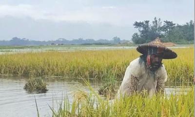 হাওরে পাহাড়ি ঢলে তলিয়ে যাচ্ছে পাকা ধান