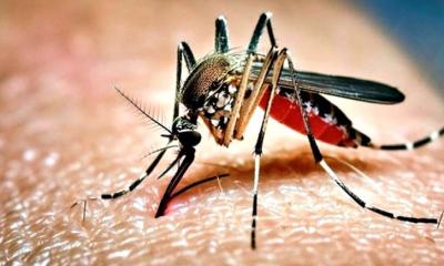 ডেঙ্গুতে আক্রান্ত হয়ে আরও ৬ জনের মৃত্যু