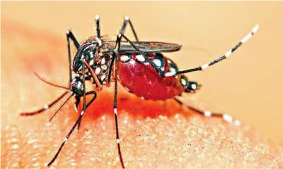ডেঙ্গুতে কখন ভয় বেশি, প্লাটিলেট কমলে না রক্তচাপ