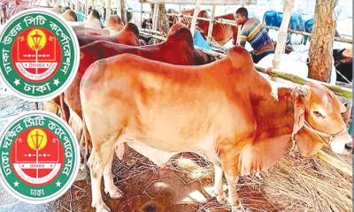 ঈদুল আজহায় ঢাকায় ২৬ পশুর হাট