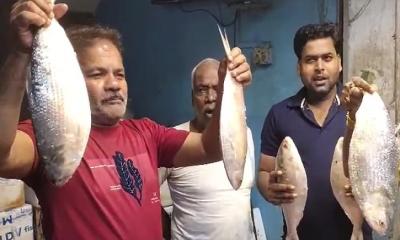 কলকাতার বাজারে পৌঁছাল পদ্মার ইলিশ, দাম শুনেই আঁতকে ব্যবসায়ীরা