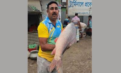 পদ্মার এক রুই বিক্রি হলো ৪৩ হাজারে