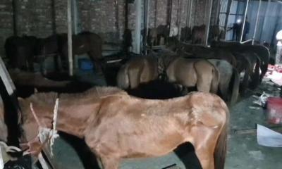 প্রতি রাতে ঢাকাসহ বিভিন্ন স্থানে সরবরাহ করা হতো ৩০-৪০টি ঘোড়ার মাংস