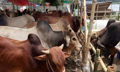 সরানো হলো মহাসড়কের পাশের গরুর হাট , যানবাহনে ফিরেছে গতি  