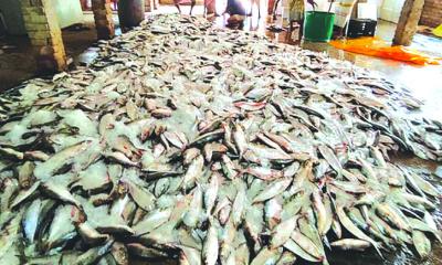 একসঙ্গে ধরা পড়ল ১০১ মণ ইলিশ, বিক্রি ৩৩ লাখে