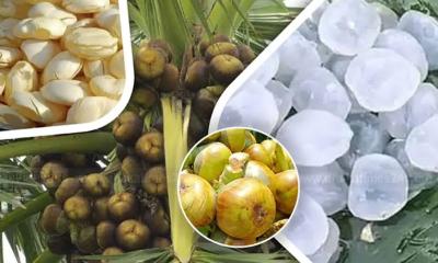 গরমে তালের শাঁস খাওয়া কেন উপকারী