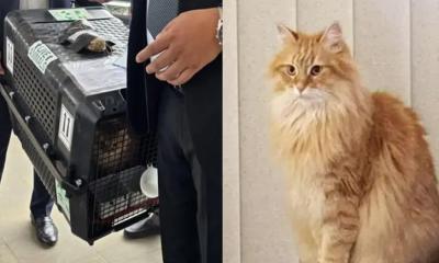 দেশে এসেছে জেবুও