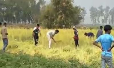 কৃষকের জমির সরিষা জোরপূর্বক কেটে নিলেন যুবদল নেতা