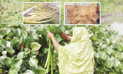 যে গ্রামের কচুরিপানা রপ্তানি হয় ২৫ দেশে