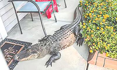 ঘরের সদর দরজায় কুমির